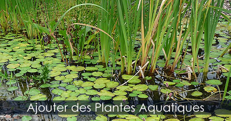 Ajouter des plantes aquatiques au jardin d'eau - Les plantes aquatiques pour bassin - Culture des plantes aquatiques