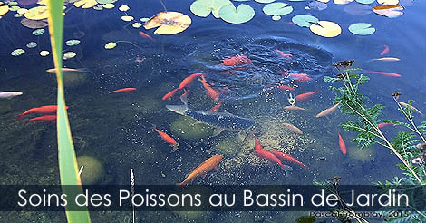 Poissons pour Bassin - Soins des poissons rouge et carpes koi au bassin de jardin