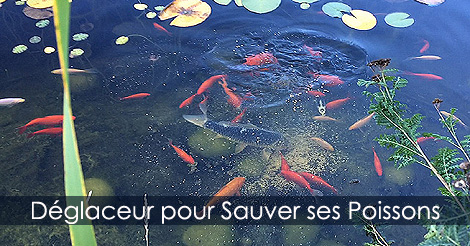 Déglaceur Bassin - Sauver les poissons au Bassin en Hiver