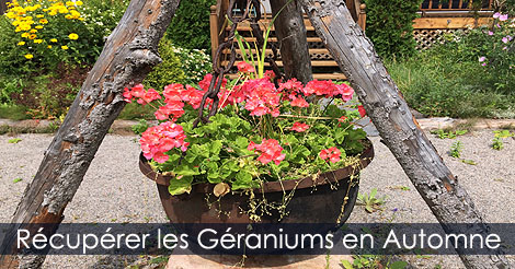 Étapes pour hiverner des géraniums - Comment récupérer les géraniums en automne et les sauver de l'hiver