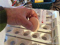 Retournement des oeufs lors de l'incubation - Comment et quand retourner les oeufs lors de l'incubation en couveuse automatique