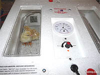 Construire un Poulailler - Plan de Poulailler - Durée d'incubation des oeufs de poule