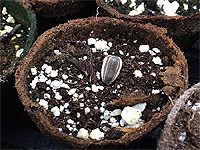 Tournesol - Semer des graines de tournesol