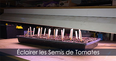 Éclairage pour semis de tomates - Installer les lampes horticoles