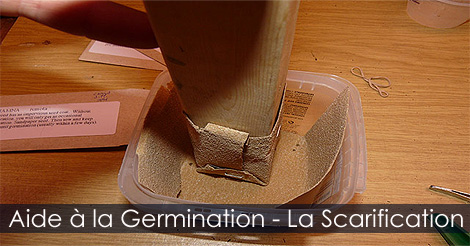 Germination des graines - La Scarification