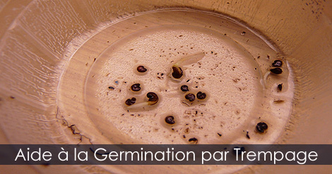 Germination des graines - Le Trempage des semences