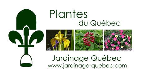 Plantes du Québec - Plantes de l'Amérique du Nord - Flore Québécoise - Flore du Canada