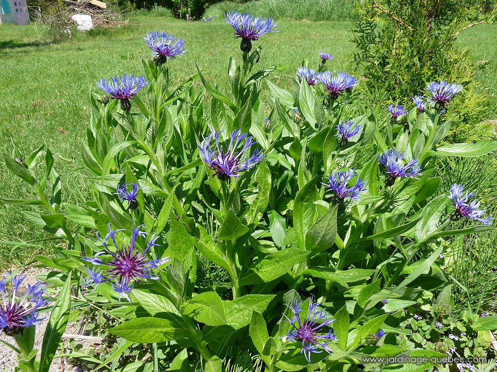 La centaurée des montagnes - Centaurea montana - Plantes vivaces du Québec