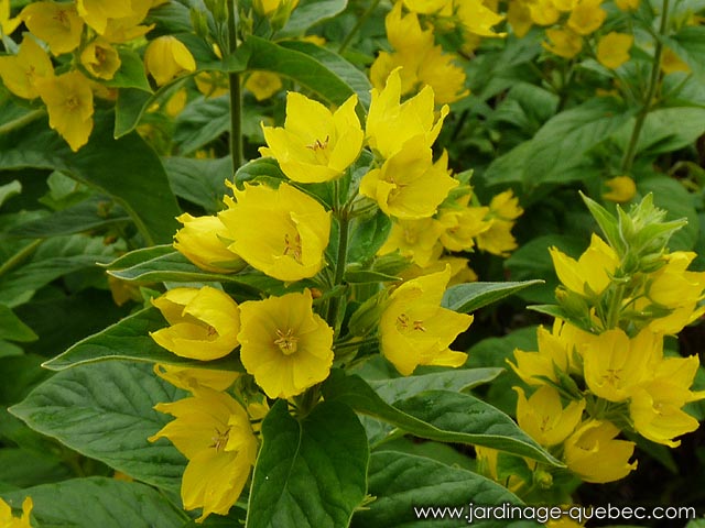 Fleurs jaunes de la lysimaque ponctuée - Plantes du Québec de culture facile