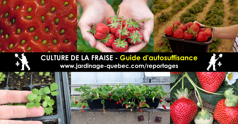 Les fraises - Cultiver les petits fruits