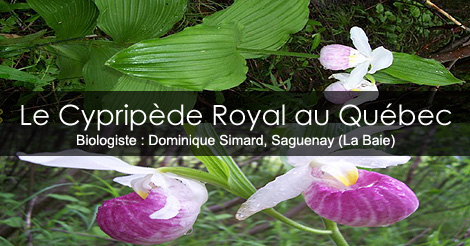 Cypripèdre Royal - Cypripedium reginae - Les plantes menacées ou vulnérables du Québec