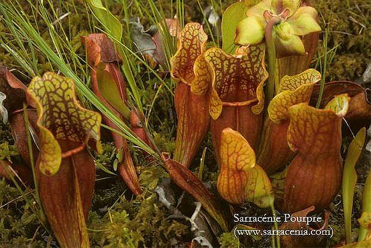 La Sarracénie Pourpre - Les plantes Carnivores du Québec - Plantes des tourbières - Plantes insectivores - Sarracenia purpurea Linné 