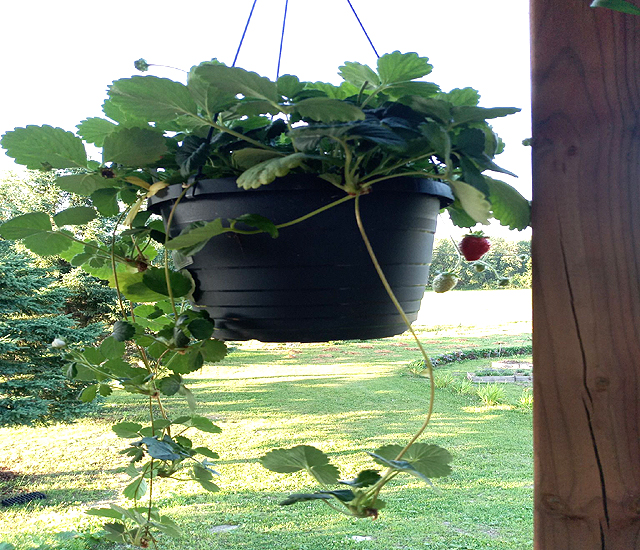 Jardinière de fraises