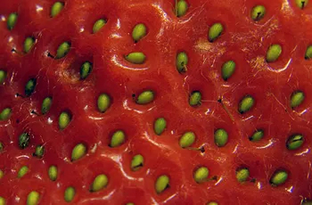 Graines de fraises