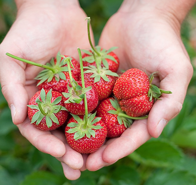 Récolte des fraises à la main