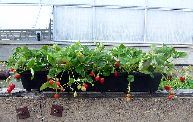 Jardinière de fraisiers