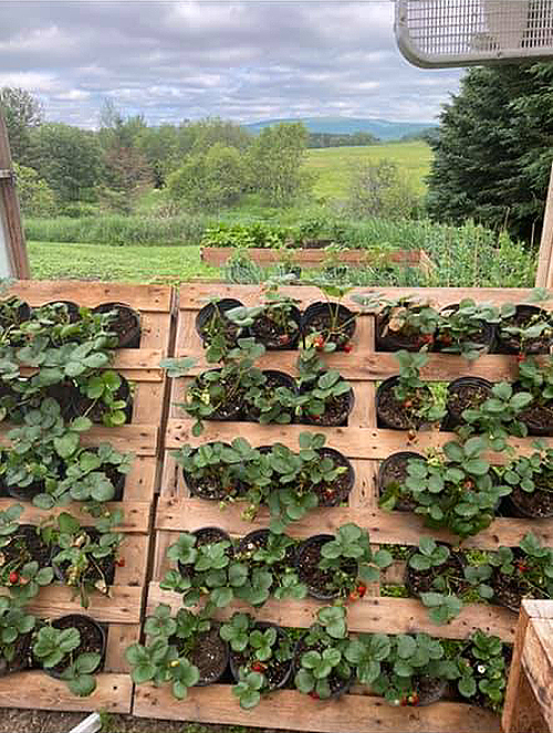 Fraisiers en palettes