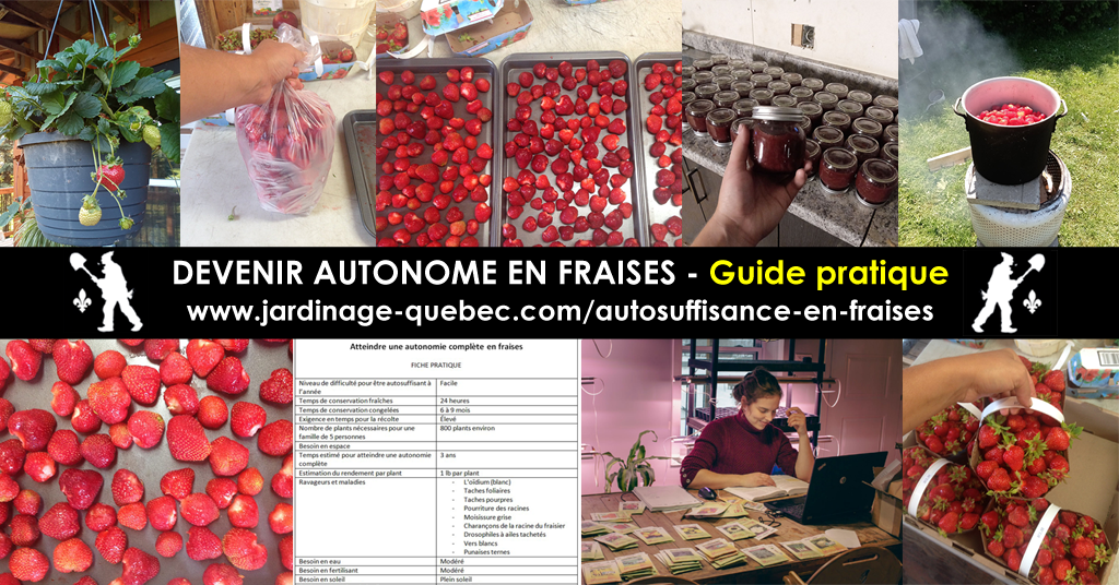 Autosuffisance en fraises - Autonomie alimentaire