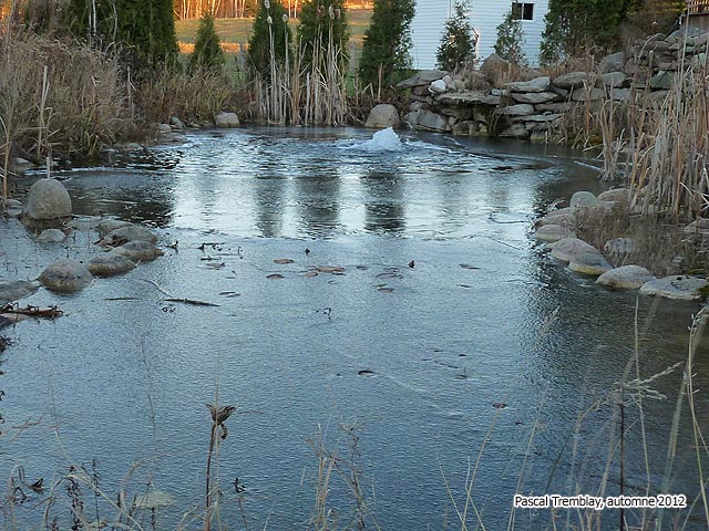 Bassin de Jardin en Hiver - L'entretien d'un bassin en hiver