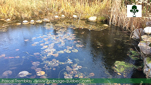 Glace recouvrant le dessus du bassin de jardin - Comment déglacer un bassin extérieur