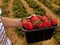 Cueillir des fraises - Autonomie Alimentaire