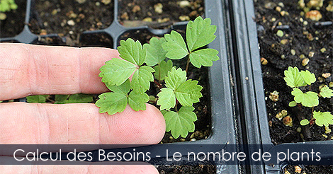 Plants de fraises