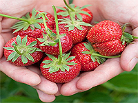 Cultivars de fraises
