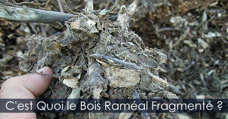 Bois Raméal Fragmenté - Qu'est-ce que le Bois Raméal Fragmenté - Étapes pour fabriquer son paillis organique ou BRF