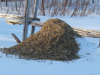 Cendre dans le fumier de poules