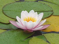 Plantation des plantes de bassin - Plantes aquatiques flottantes - Plantes aquatiques de berges pour bassin