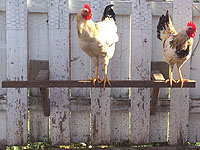 Équipement Poulailler - Perchoir pour les Poules - Fabrication d'un perchoir pour volailles