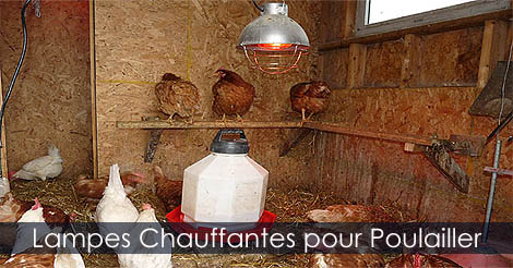 Lampe Chauffante pour Poulailler - Installer des lampes chauffantes dans un poulailler pour les hivers froids