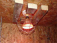 Construire un Poulailler - Lampes pour chauffer un poulailler en hiver