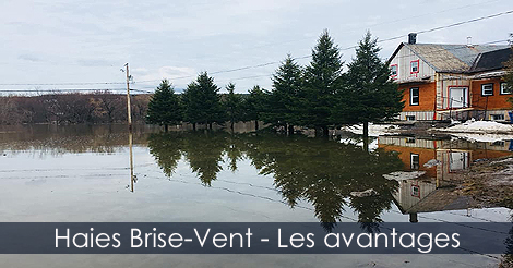 Avantages des Haies Brise-Vent