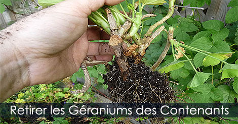 Les Géraniums - Retirer les géraniums de leur contenants pots ou bacs pour l'hivernation