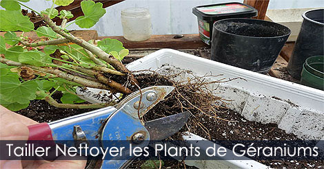 Tailler et nettoyer les plants de géraniums avant la plantation pour l'hivernation