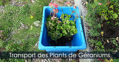 Les Géraniums ou Pélargoniums - Comment garder ses géraniums pendant l'hiver - Bouturer les géraniums