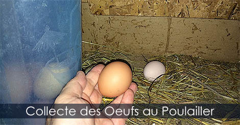 Faire le collecte des oeufs de poules au poulailler - Faire éclore des oeufs de poules pour avoir des poussins - Guide d'incubation des oeufs de poules