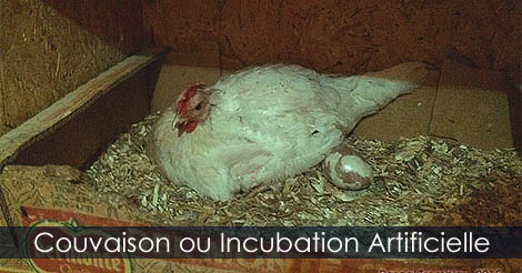 Comment avoir des poussin - Couvaison naturelle des oeufs de poules - Incubation artificielle des oeufs de poules