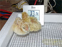 Poussins dans une couveuse à ventilation dynamique - Couveuse automatique - Calendrier incubation des oeufs