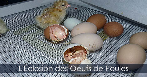 Faire éclore des oeufs de poules - Éclosion des oeufs de poules en incubateur automatique