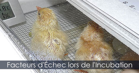 Les facteurs d'échec lors de l'incubation des oeufs de poules - Couveuse à ventilation dynamique