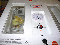 Comment avoir des poussins - Faire éclore des oeufs de poules - Guide d'incubation artificielle des oeufs de poules