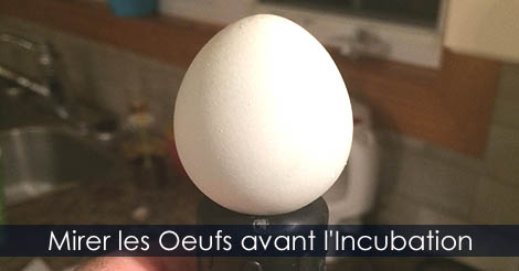 Mire-Oeuf - Comment mirer un oeuf - Marirage des oeufs de poules avant l'incubation en couveuse automatique ou incubateur