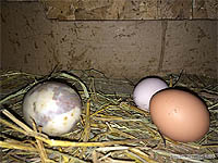 Comment avoir des poussins - Récolter les oeufs de poules avant de les déposer dans la couveuse automatique - Oeufs de poules fécondés