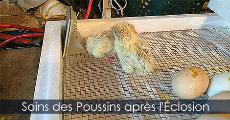 Soins des poussins après l'éclosion des oeufs dans une couveuse automatique - Éclosion oeufs de poules - Élevage des poussins