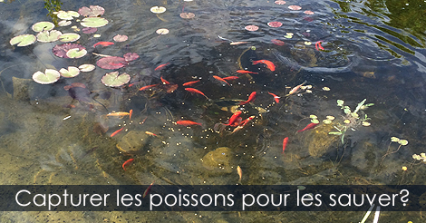 Capturer les poissons au bassin