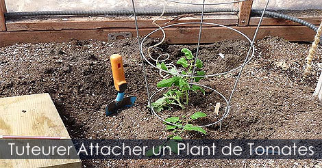 Tuteurer un plant de tomate - Attacher un plant de tomate - Technique et méthode facile pour le tuteurage des tomates - Ficelle pour attacher les tomates - tuteur tomate avec ficelle