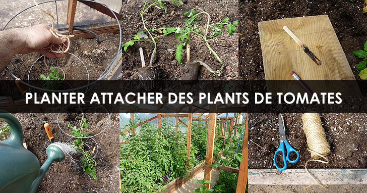 Planter plant de tomates - Attacher plants de tomates