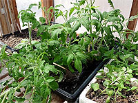 Faire les semis de graines de tomates - Semences de tomates - Cultiver des tomates en serre - Fournisseurs de tomates